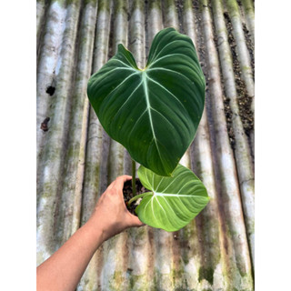 Philodendron Gloriosum ก้านแบน