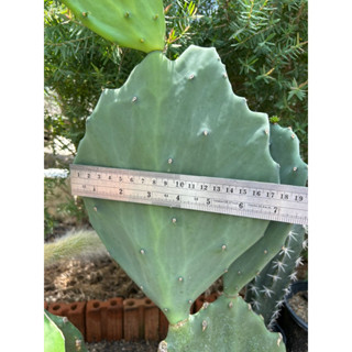 (ตัดสด) โอพันเทียโอลเม็กซิโกผลสีม่วง  Prickly Pear ,Opuntia Old Mexico