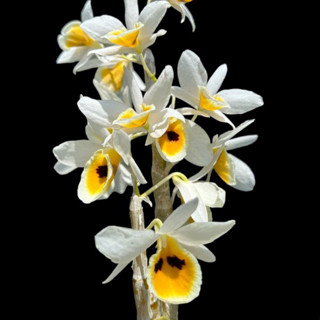 Dendrobium Bensonii หวายเบนโซ กล้วยไม้หายาก