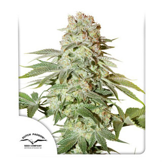 Auto Power Plant Dutch passion 7 autoflowering cannabis seeds เมล็ดกัญชา