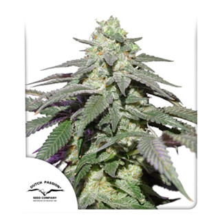 Auto Skywalker Haze Dutch passion 7 autoflowering cannabis seeds เมล็ดกัญชา