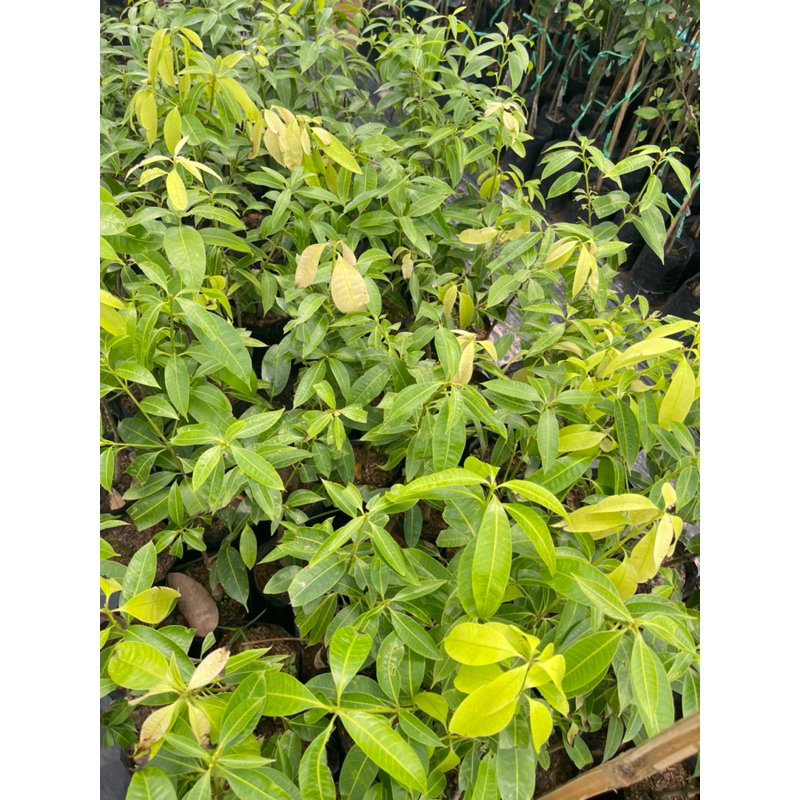 ต้นมะยงชิดทูลเกล้า ลูกใหญ่หวานอมเปรี้ยว ออกดอกง่าย เนื้อกรอบเมล็ดเล็ก - รูปที่ 7