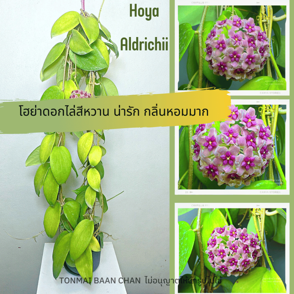 ต้นไม้แขวนประดับ กลิ่นหอม โฮย่า Hoya Aldrichii  สีชมพูหวาน ไม้ดอก  ต้นไม้