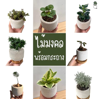 ไม้มงคลตั้งโต๊ะทำงาน ไม้ฟอกอากาศ ไม้ประดับ กระถางอิฐมวลเบา+จานรองไม้ กวักมรกต ว่านไก่ทอง รวยไม่เลิก ริ้บบิ้นชาลี