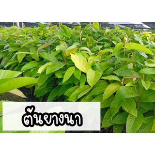ต้นยางนา ไม้มงคล ไม้เศรษฐกิจ สูง70-80ซม.