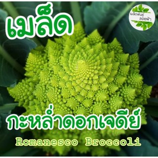 เมล็ด กะหล่ำดอก เจดีย์  20เมล็ด Romanesco Broccoli  เมล็ดพันธุ์แท้นำเข้าจากต่างประเทศ