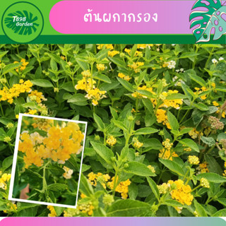 ต้นผกากรอง ต้นไม้เพาะชำขนาดถุง 4 นิ้ว  ไม้ดอกไม้ประดับ