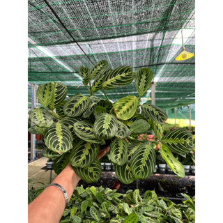 #มาแรนทาเลม่อนไลม์ 🪴 #Maranta Leuconeura Marisela or Lemon lime maranta  กระถาง5นิ้ว