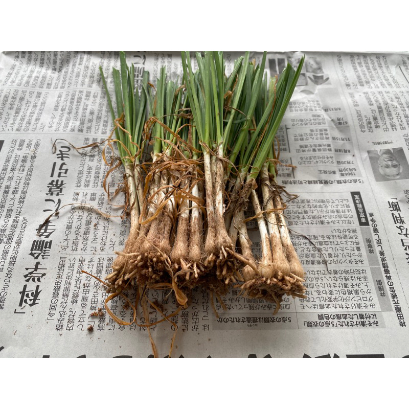 พันธุ์กุยช่าย ผักแป้นออแกนิค ปลูกรอด 100%