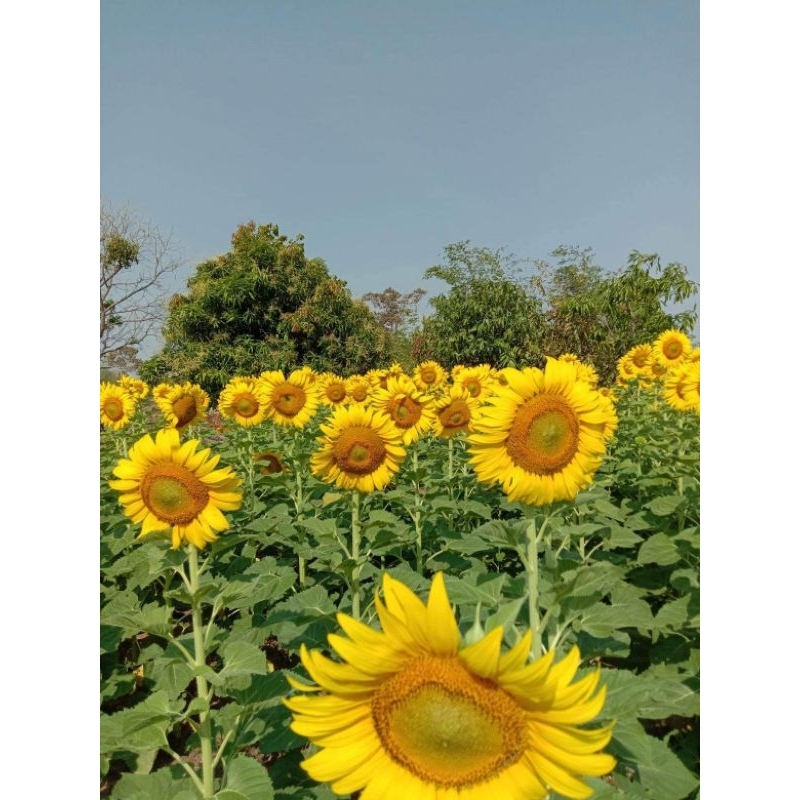 เมล็ดพันธุ์ทานตะวันอะควอร่า6 100เมล็ด โชว์ดอกใหญ่สวยงาม ให้ผลผลิตสูง