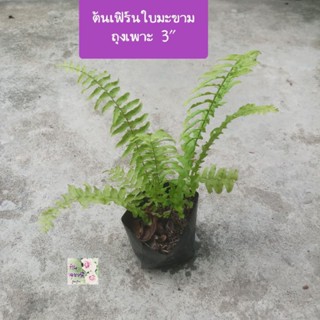 ต้นเฟิร์นใบมะขาม เฟิร์น Fishbone fern/ Sword fern ถุงเพาะ 3"ช่วยฟอกอากาศ ประดับบ้าน สวน เลี้ยงง่าย