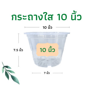 กระถางใส 10 นิ้ว กระถางต้นไม้พลาสติก กระถางส่องราก กระถางต้นไม้ กระถางแคตตัส ราคาส่ง