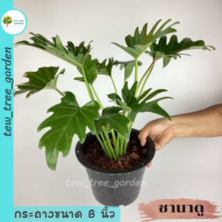 ฟิโลเดรนดรอน ซานาดู (PHILODENDRON XANADU) ต้นไม้ฟอกอากาศ ดูดสารพิษ  กระถาง 8 นิ้ว ต้นสูง 30-50 ซ.ม คัดฟอร์มสวยส่ง