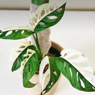 พลูฉลุด่างขาว Monstera adansonii Variegated