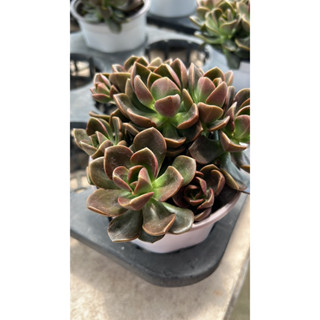 กุหลาบหิน #ช็อกโกแลต น่าสะสมมากๆจ้า ฟอร์มสวยมาก🌵🌱  Echeveria Melaco Variegated อยู่ในกระถางขนาด 5นิ้ว