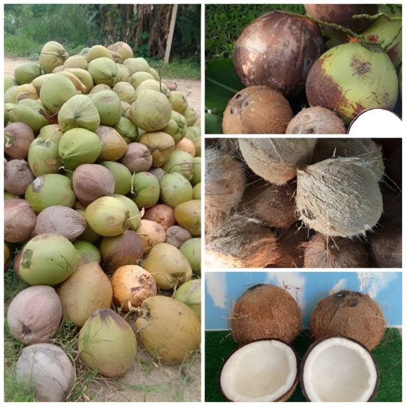 ลูกมะพร้าวแกง(Coconut Curry  Fruit)จากแม่กลองปลอดสารเคมี