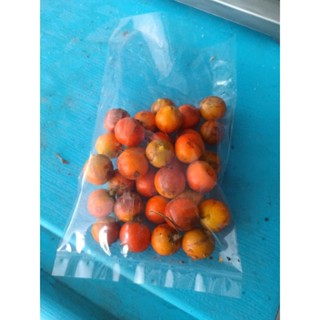 ปาล์มเปาโลติส 20 บาท (30 เมล็ด)