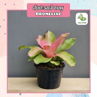 ต้นสับปะรดสี ชมพู Bromeliad ส่งทั้งกระถาง6"นิ้ว