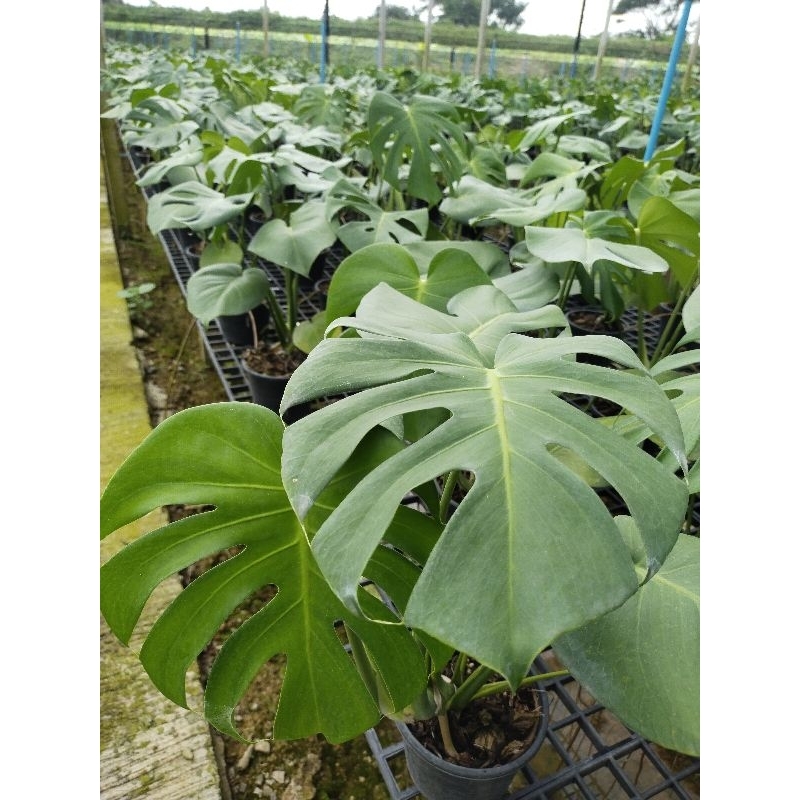 มอนสเตอร่า ไจแอนท์ ขนาดใหญ่ 70-100ซม.  Monstera Giant พลูฉีก พลูแฉก