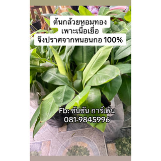 ต้นกล้วยหอมทอง (เพาะเนื้อเยื่อ)🌿ปราศจากหนอนกอ 100% (จำนวน 5 ต้น)