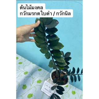 ต้นกวักนิล /กวักมรกตใบดำ🌿กระถางสีขาว พร้อมถาดรอง🌿รับประกันความเสียหายจากการขนส่ง