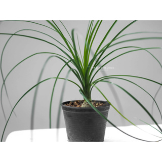 Ponytail palm แส้ม้า / หัวโต