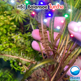คริป Cryptocoryne Balansae ต้นไม้น้ำ มี 2 ชนิด พร้อมปลูก ตกแต่งตู้ปลา ***กรุณาอ่านรายละเอียดก่อนสั่งซื้อ***
