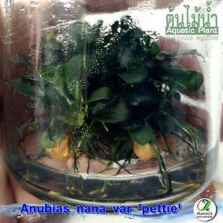 anubias nana var. petite อนูเบียสเพตตี้ (เนื้อเยื่อ) ต้นไม้น้ำ