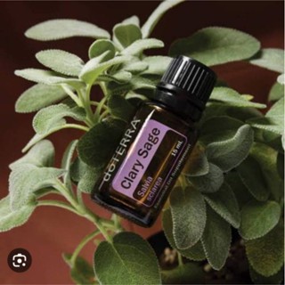 น้ำมันหอมระเหย Clary Sage 15ml