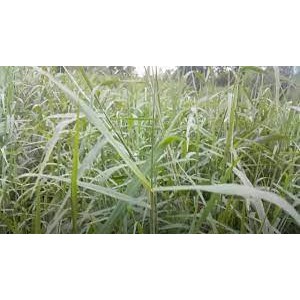 ต้นพันธุ์ หญ้าขน (Para Grass)หญ้าอาหารสัตว์ กระต่าย หนูแกสบี้ เต่า ทีนิยมปลูก มีคุณค่าทางโภชนาการสูง พร้อมปลูก 29บ
