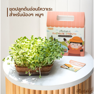 Plantykid ชุดปลูกผักเสริมพัฒนาการ ออร์แกนิค : ไควาเระ (Kaiware Sprouts) ครบจบในกล่องเดียว