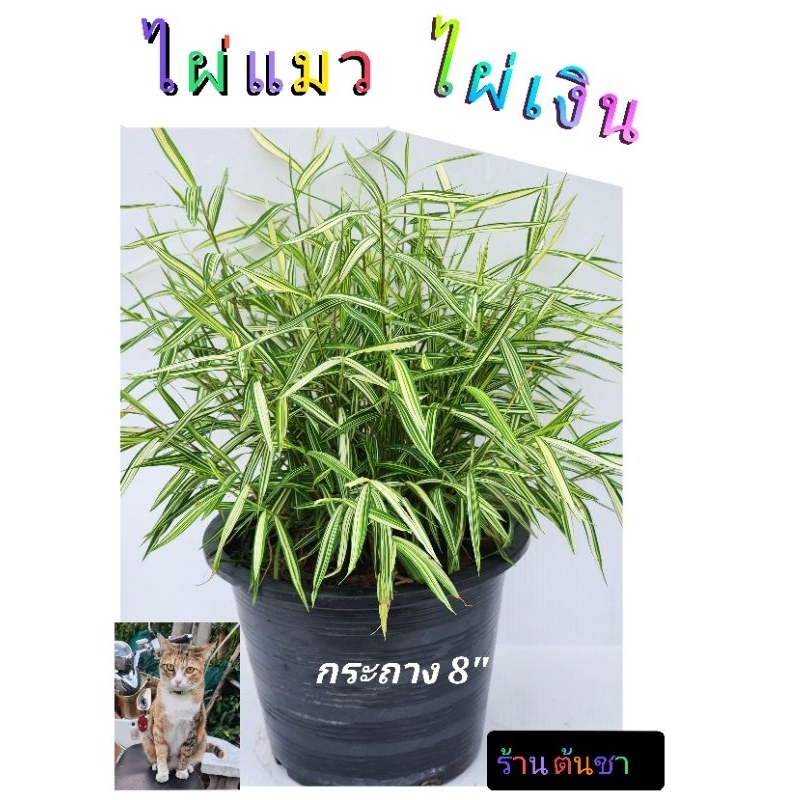 รูปภาพ 5