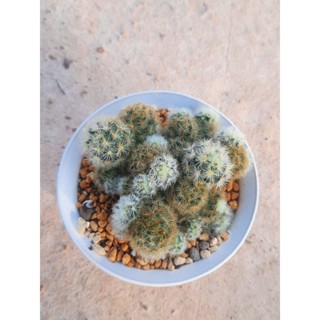 คามิเน่mammillaria carmenae แมมคามิเน่แคคตัส mammillaria carmenae แคคตัส ไม้สะสม