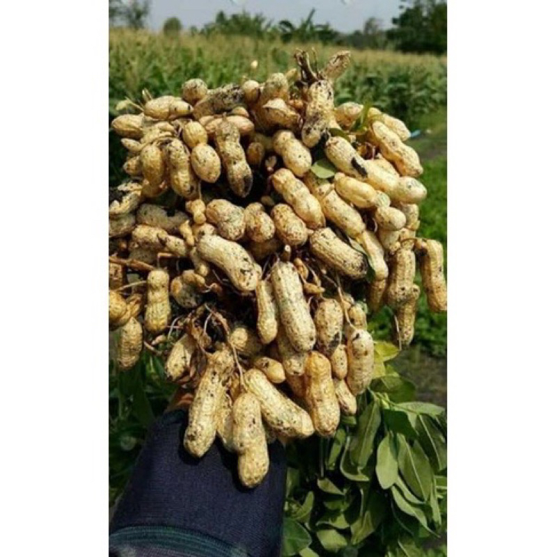 เมล็ดพันธุ์ถั่วลิสงพันธุ์ขอนแก่น6แกะเปลือกแล้วแบบคัดเมล็ดสวยขนาด1กิโลกรัมอัตราการงอก95%