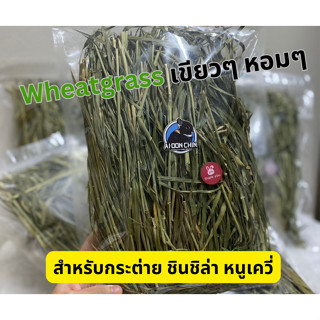 Wheatgrass (วีทกลาส) เขียวๆ หอมๆ สำหรับสัตว์ฟันแทะ