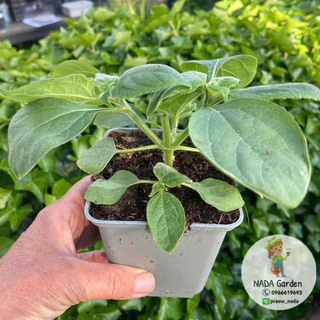 เมล็ดพันธุ์ทานตะวันเม็กซิกัน (Mexican sunflower/Tithonia)บรรจุ 100 เมล็ด สายพันธุ์ OP แท้