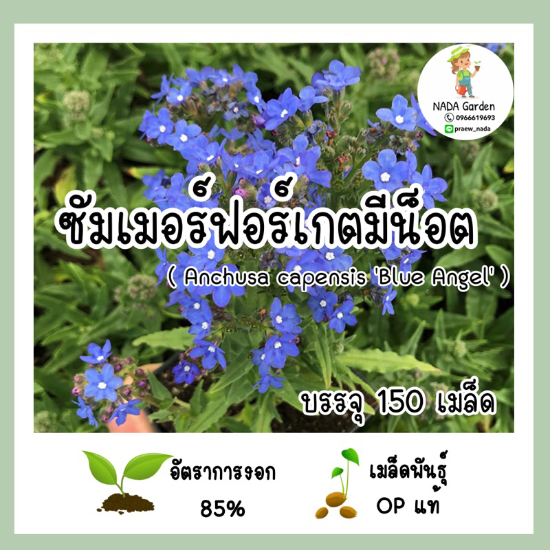 เมล็ดพันธุ์ซัมเมอร์ฟอร์เกตมีน็อต (Anchusa capensis 'blue angel)บรรจุ 150 เมล็ด สายพันธุ์ OP แท้