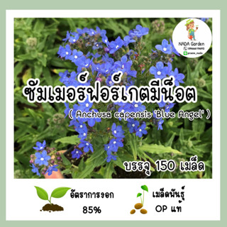 เมล็ดพันธุ์ซัมเมอร์ฟอร์เกตมีน็อต (Anchusa capensis blue angel)บรรจุ 150 เมล็ด สายพันธุ์ OP แท้