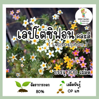 เมล็ดพันธุ์เลปโตซิฟอน คละสี (Leptosiphon ) บรรจุ 300 เมล็ด สายพันธุ์ OP แท้