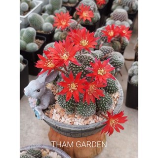 Rebutia judith รีบูเทียจูดิต 2"