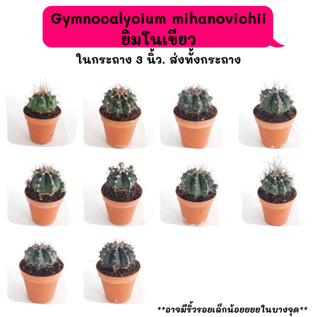 GT003 Gymnocalycium mihanovichii ยิมโนเขียว ไม้เมล็ด cactus กระบองเพชร แคคตัส กุหลาบหิน พืชอวบน้ำ