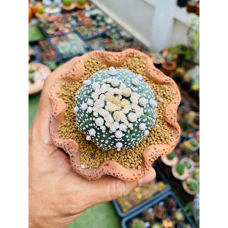 แอสโตรไฟตัม ฮานะโซโนะ / มิราเคิ้ล / Miracle / Hanazono  Astrophytum กระบองเพชร แคคตัส Cactus