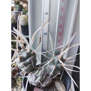 cactus หนามกระดาษไม้ชำหน่อ