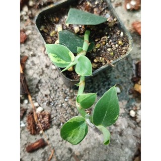 ตีนตุ๊กแกด่าง(แนบอุราด่าง)🌱rhaphidofhorahayi variegated