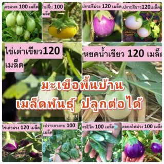 มะเขือพื้นบ้าน สวนแทนใจไร่ดอกเหงื่อ เมล็ดพันธุ์ ปลูกต่อได้