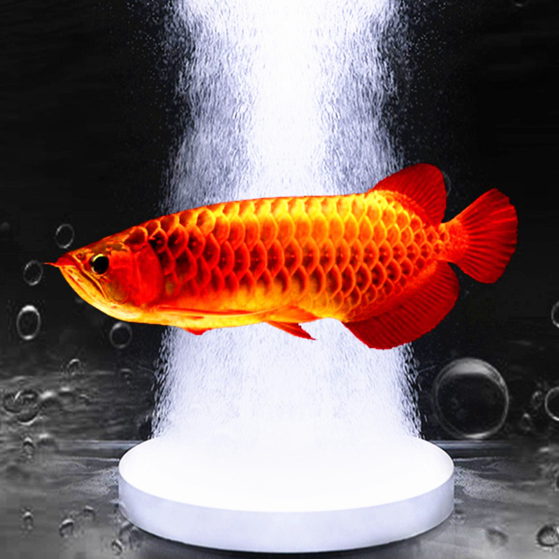 หัวทรายนาโน แบบจาน หัวทราย ออกซิเจนสำหรับตู้ปลา Nano Air Stone ตรวจสอบปั้มลมก่อนสั่งซื้อ