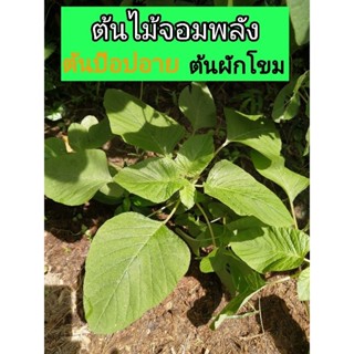 ต้นป๊อปอาย ต้นผักโขม ยาชูกำลัง