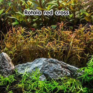 โรทาล่า เรดครอส Rotala red cross พร้อมปลูก ต้นไม้น้ำ ต้นไม้น้ำตกแต่งตู้ปลา ไม้น้ำตกแต่งตู้ปลา