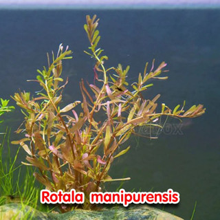 Rotala manipurensis พร้อมปลูก ต้นไม้น้ำ ต้นไม้น้ำตกแต่งตู้ปลา ไม้น้ำตกแต่งตู้ปลา