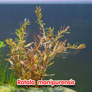 Rotala manipurensis พร้อมปลูก ต้นไม้น้ำ ต้นไม้น้ำตกแต่งตู้ปลา ไม้น้ำตกแต่งตู้ปลา